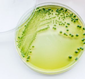 Aptamers for detection of gram-negative bacteria
