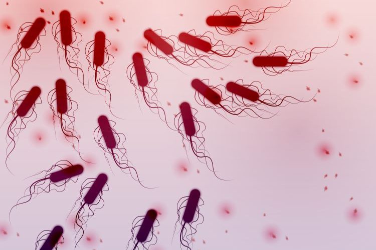 detection of e. coli bacteria