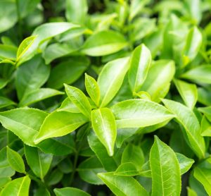 Green tea leaves