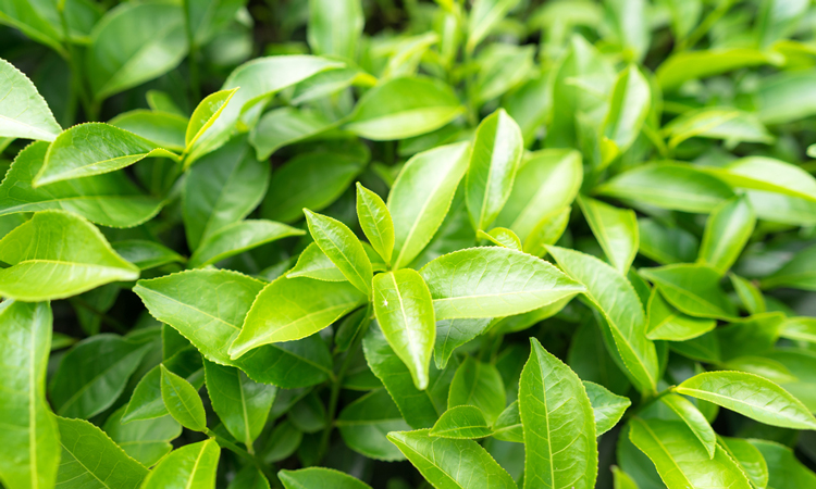 Green tea leaves