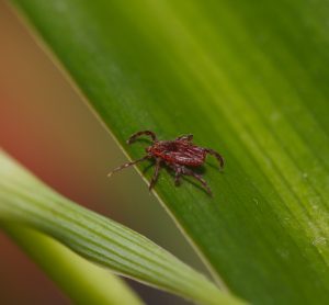 Tick on grass