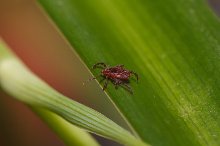 Tick on grass