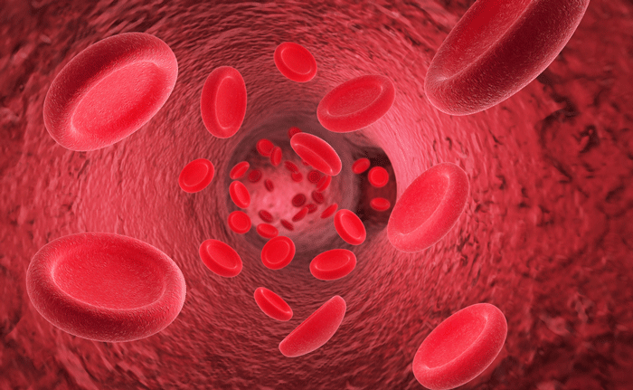 endothelial