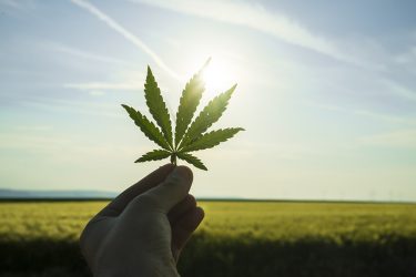 Hand holding cannabis leaf