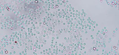 sustainable pharmaceutical fatty acid biosynthesis