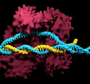 CRISPR-Cas9