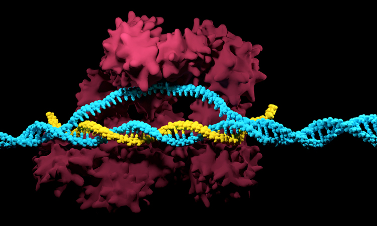 CRISPR-Cas9