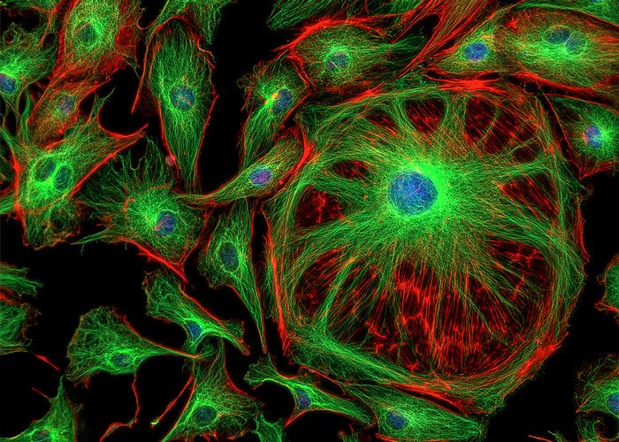 Fluorescence Microscope Cells fluorescence-microscope-cells