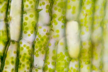 Chloroplasts