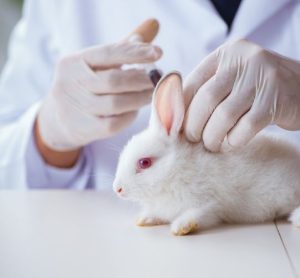 rabbit pyrogen test (RPT)