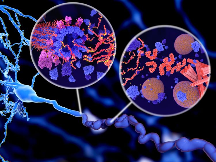 siRNA drug delivery across the blood-brain barrier in Alzheimer’s