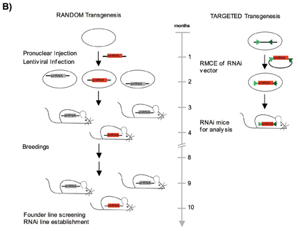 Figure 1: B) Generation of RNAi mice by a random or a targeted transgenesis approach. The red ‘shRNA’ box represents the RNAi expression vector, which can be inserted into the genome in a targeted or random way. By random insertion the transgene is inserted at various unknown positions within the genome and will be influenced by the surrounding chromatin. By the targeted approach the transgene is inserted always into the same genomic position and leads to a predictable shRNA expression for each construct. 