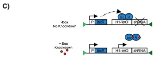   Figure 1: C) Schematic and simplified representation of the inducible system in a single vector cassette. The tetR (tet-repressor) inhibits the expression of the shRNA by binding to the tet-operator sequence. Dox (Doxycycline) leads to derepression of the repressor and switch on of the shRNA expression 