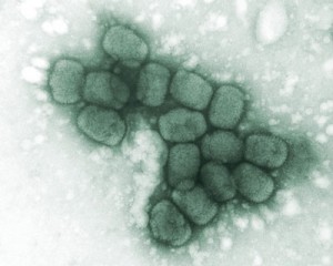 smallpox-IMVAMUNE