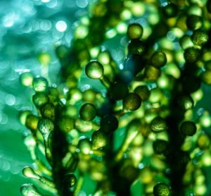 3D illustration of a green algae such as spirulina