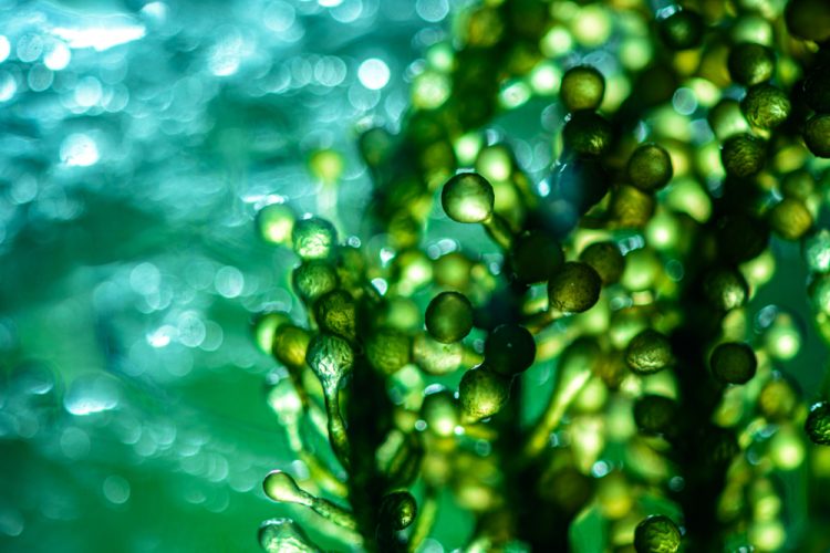 3D illustration of a green algae such as spirulina
