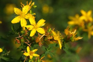 st-john's-wort