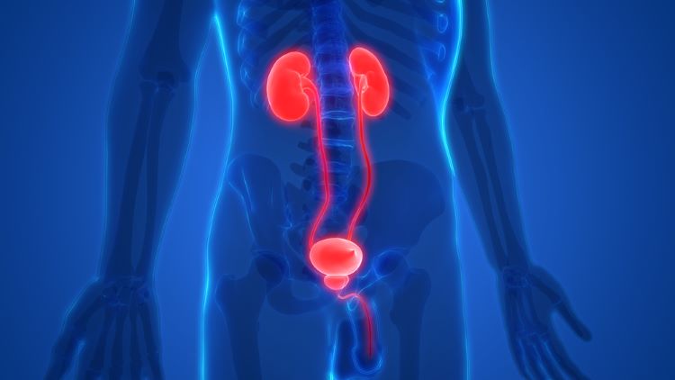 Sustained-release chemotherapy has potential for bladder cancer