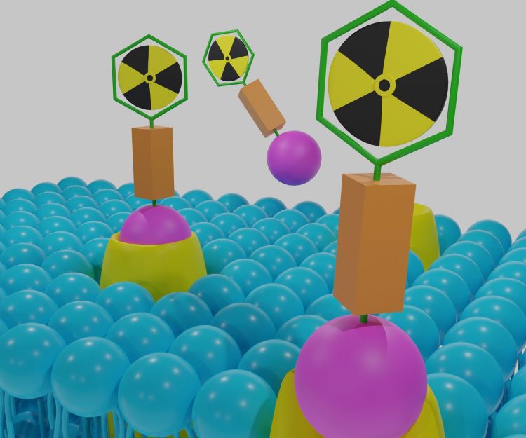 targeted radionuclide therapy