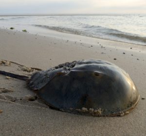 Horseshoe Crab blood is used in endotoxin testing