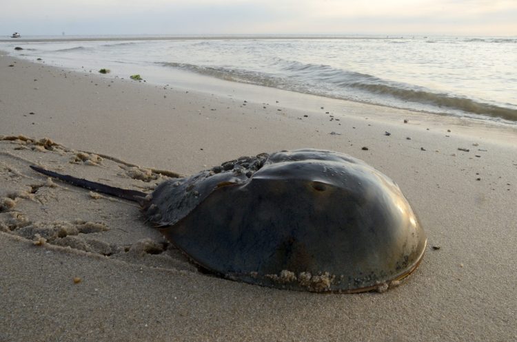Horseshoe Crab blood is used in endotoxin testing
