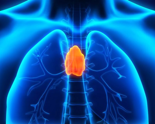 thymus gland concept