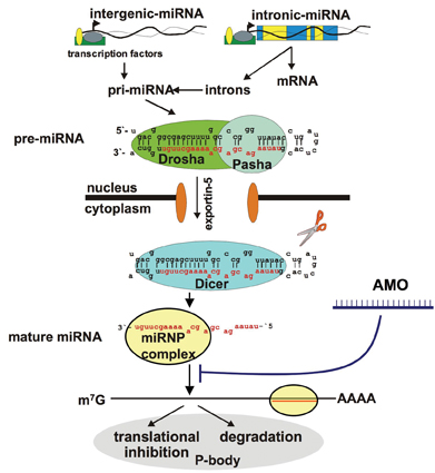 Figure 1: Principle of blocking a mature miRNA from binding to its mRNA targets using synthetic anti-mir oligonucleotides (AMOs)