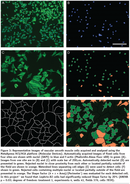 zicha - figure 3