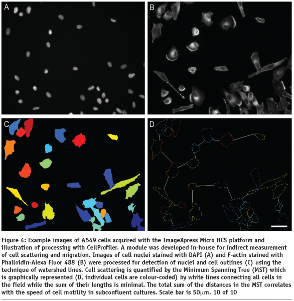 zicha - figure 4