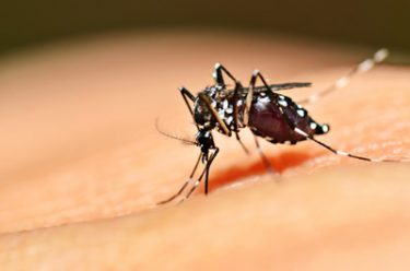 Mosquito carrying the Zika virus